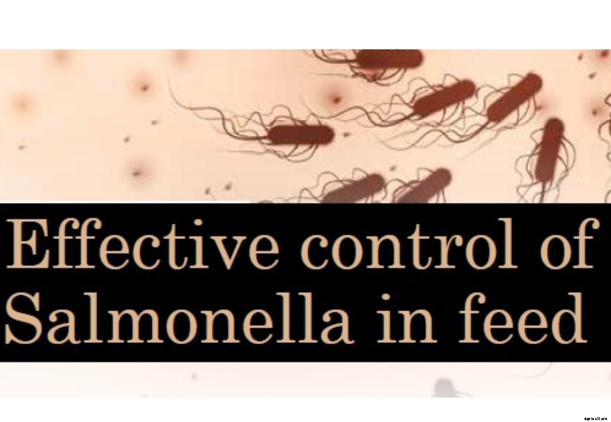 Effective control of Salmonella in feed