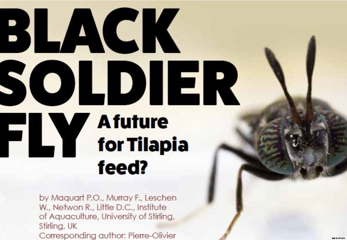 Black Soldier Fly, a future for Tilapia feed?