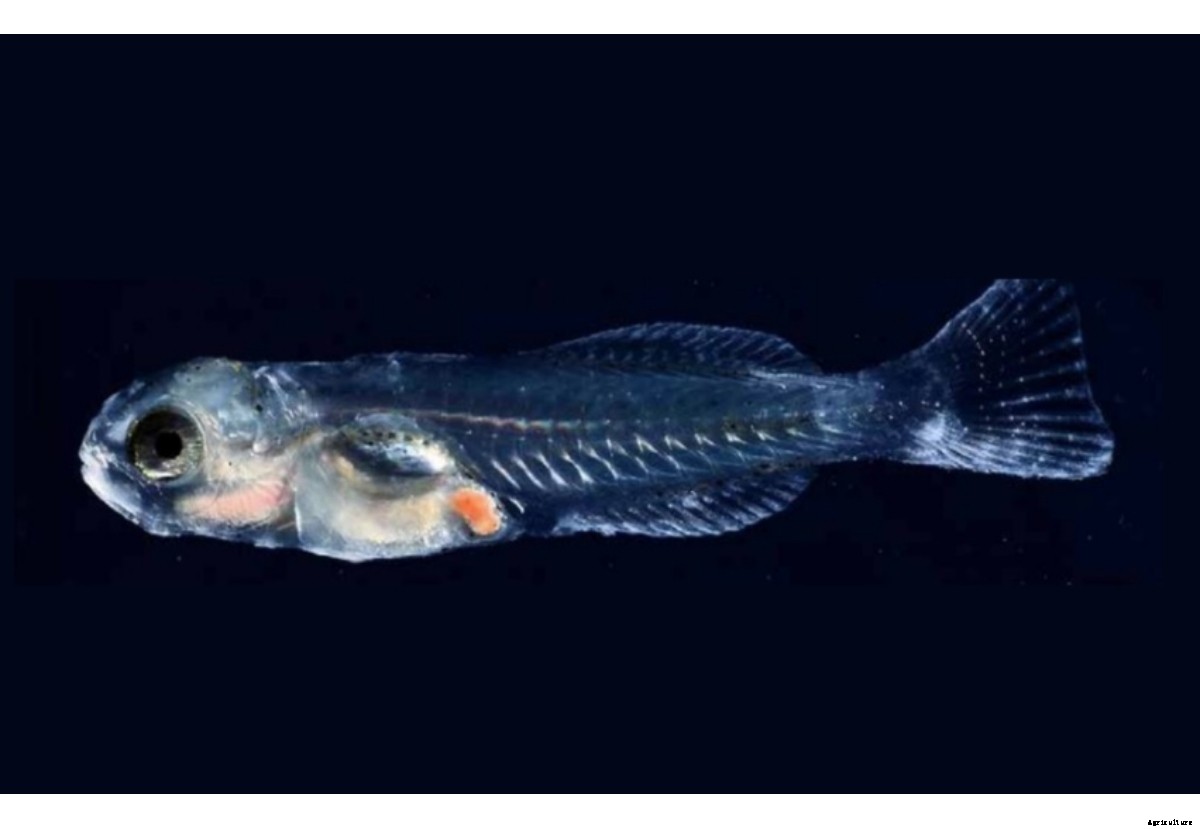 A new start for fish larvae and fry