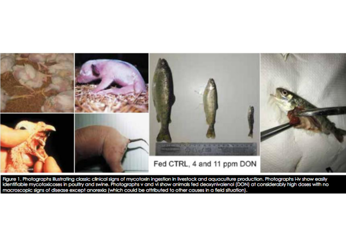 Mycotoxin management in livestock production: A model for aquaculture?