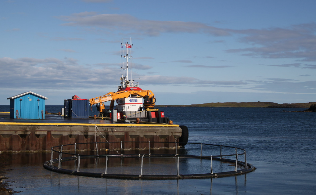 Humane fish farm predator deterrents