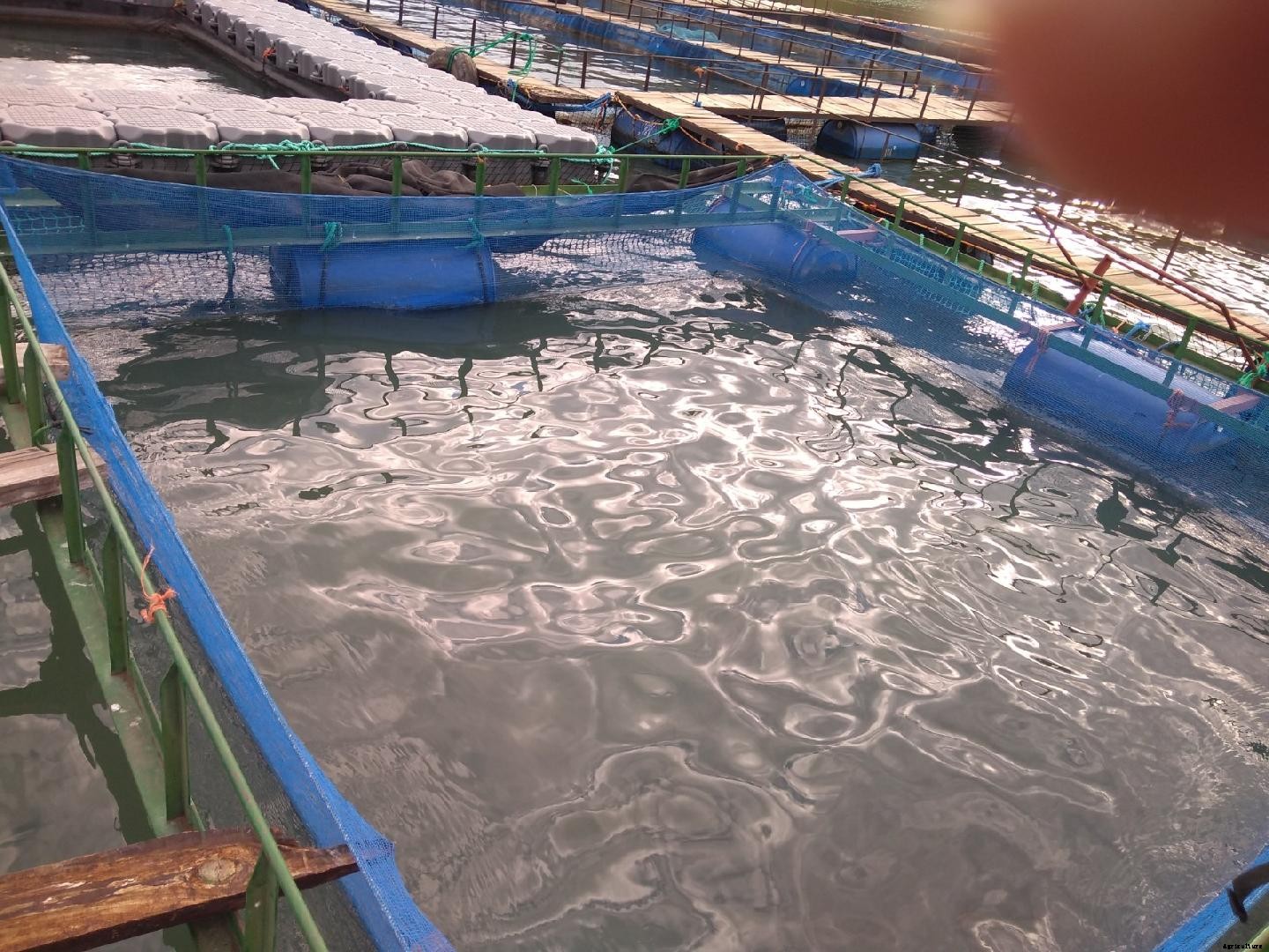 Tilapia farming methods in Mozambique