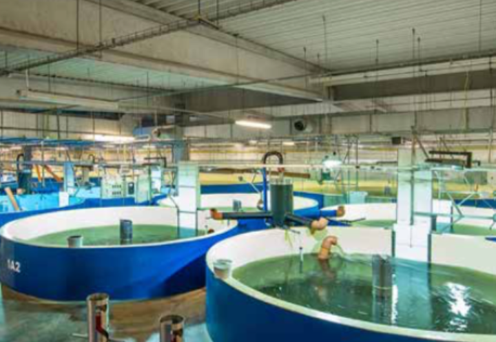 The next generation of RAS aquaculture