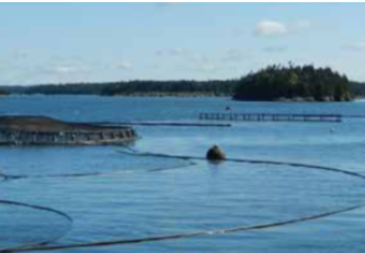 The case of New Brunswick, Canada :How regulations may inadvertently prevent innovation in aquaculture