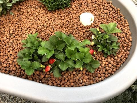 How to Choose the Right Grow Bed for Aquaponics