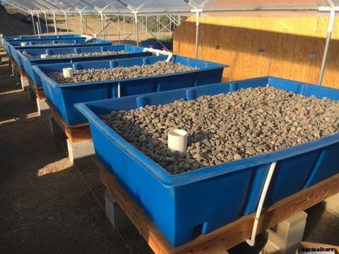 How to Choose the Right Grow Bed for Aquaponics
