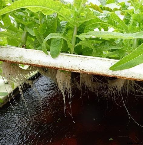 How to Manage Algae in Aquaponics