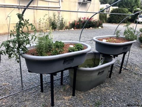 How to Manage Algae in Aquaponics