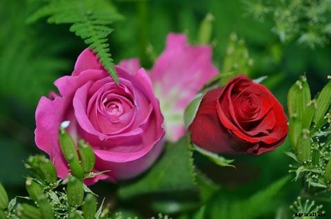 The Best Flowers for Aquaponics Systems