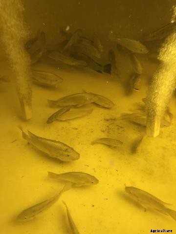 10 Tips to Keep Your Aquaponics System Running Strong