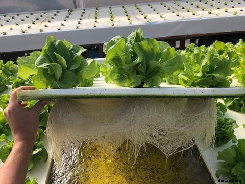 10 Tips to Keep Your Aquaponics System Running Strong