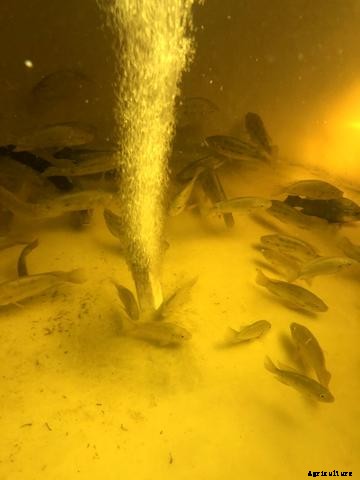 How to Choose the Right Air Pump for Aquaponics