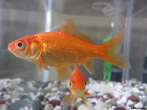 How to Raise Goldfish in Aquaponics