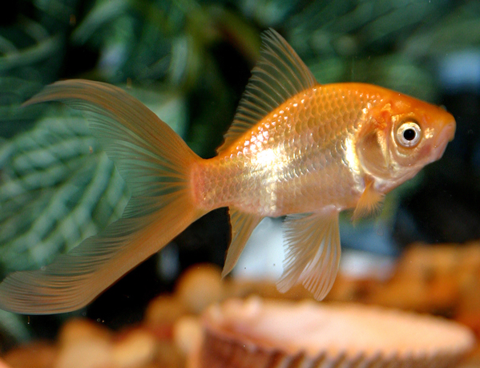 How to Raise Goldfish in Aquaponics