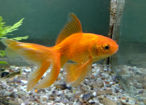How to Raise Goldfish in Aquaponics