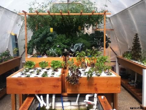 Introduction to Aquaponics