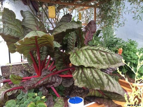 Introduction to Aquaponics