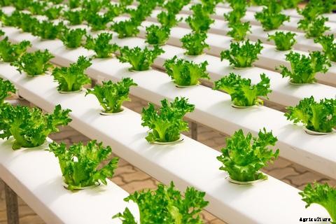 Introduction to Aquaponics