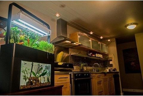 Guide to Indoor Aquaponics Gardening