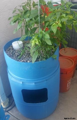 Guide to Indoor Aquaponics Gardening