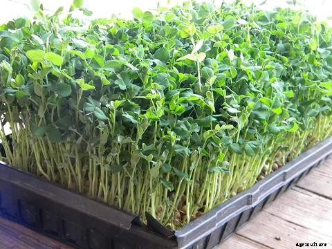 How to Grow Microgreens in Aquaponics