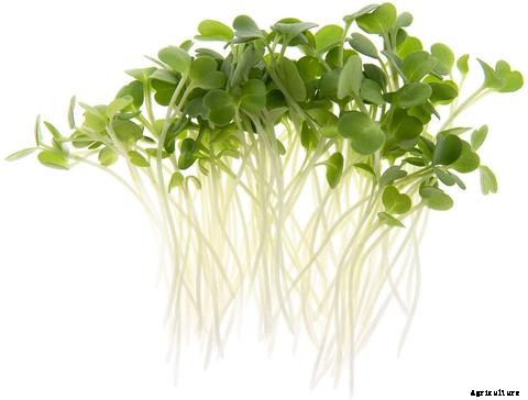 How to Grow Microgreens in Aquaponics