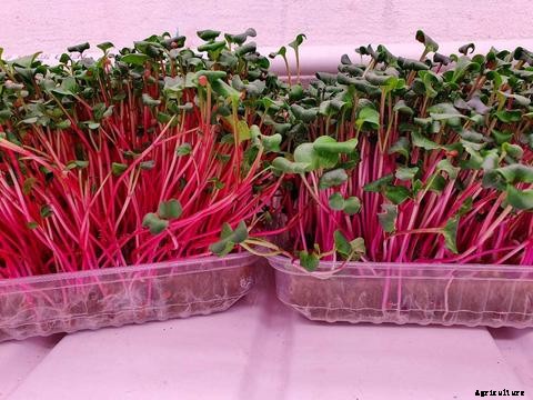 How to Grow Microgreens in Aquaponics