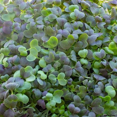 How to Grow Microgreens in Aquaponics