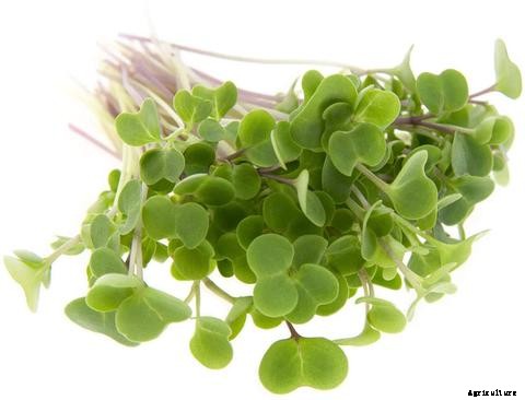 How to Grow Microgreens in Aquaponics