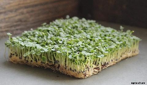 How to Grow Microgreens in Aquaponics