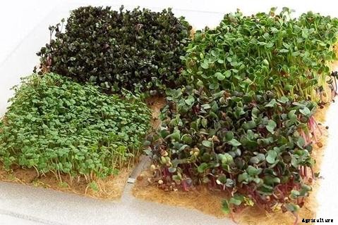 How to Grow Microgreens in Aquaponics