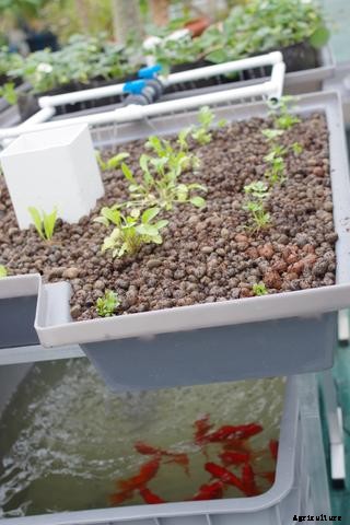 The Fish to Plant Ratio in Aquaponics