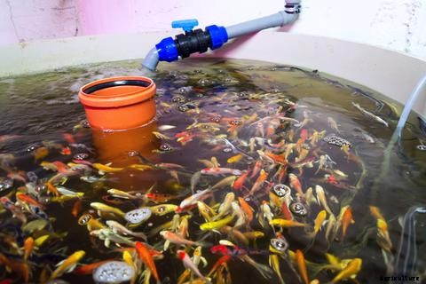 The Fish to Plant Ratio in Aquaponics
