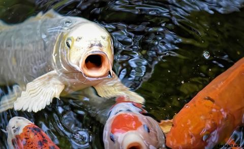 Lists of Common Fish Diseases in Aquaponics