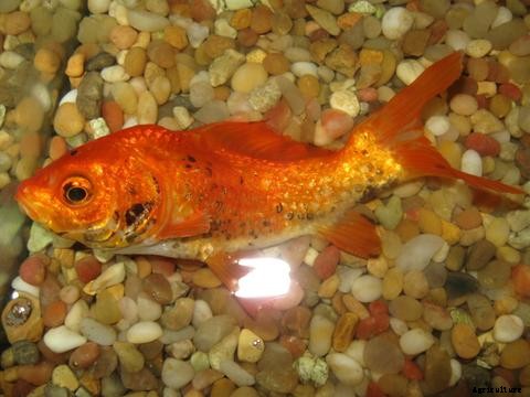 Lists of Common Fish Diseases in Aquaponics