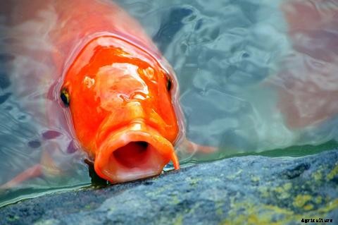 Lists of Common Fish Diseases in Aquaponics