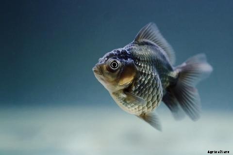 Lists of Common Fish Diseases in Aquaponics