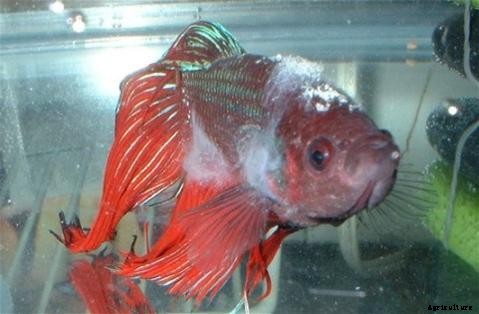 Lists of Common Fish Diseases in Aquaponics