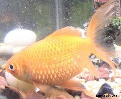 Lists of Common Fish Diseases in Aquaponics