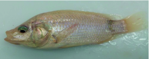 Lists of Common Fish Diseases in Aquaponics