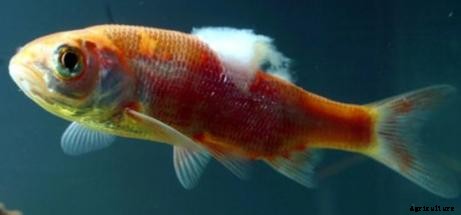 Lists of Common Fish Diseases in Aquaponics