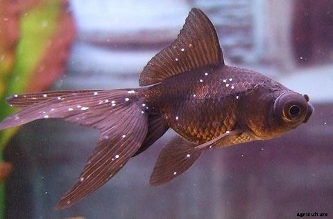 Lists of Common Fish Diseases in Aquaponics