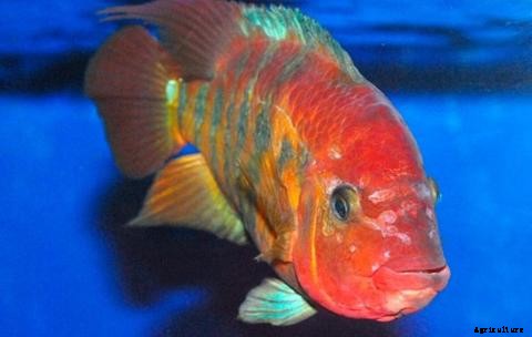Lists of Common Fish Diseases in Aquaponics