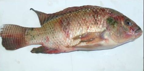 Lists of Common Fish Diseases in Aquaponics