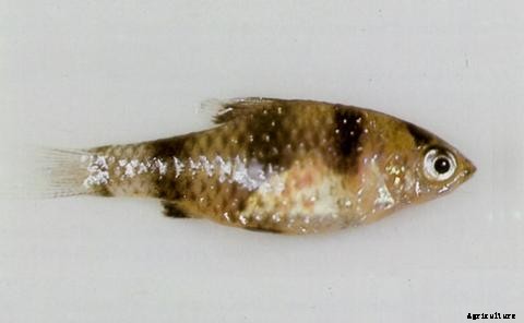 Lists of Common Fish Diseases in Aquaponics