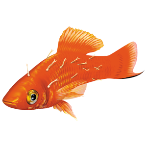 Lists of Common Fish Diseases in Aquaponics