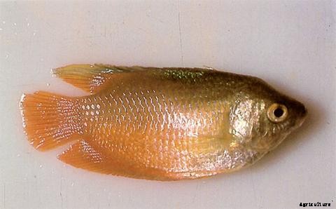Lists of Common Fish Diseases in Aquaponics