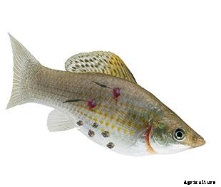 Lists of Common Fish Diseases in Aquaponics