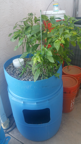 A Guide to Barrel Aquaponics System