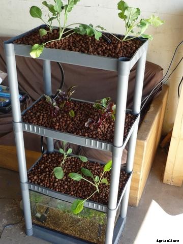 Inspiring Aquaponics Designs You Can Do-It-Yourself
